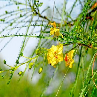 Parkinsonia Aculeata, Jerusalem Thorn Tree